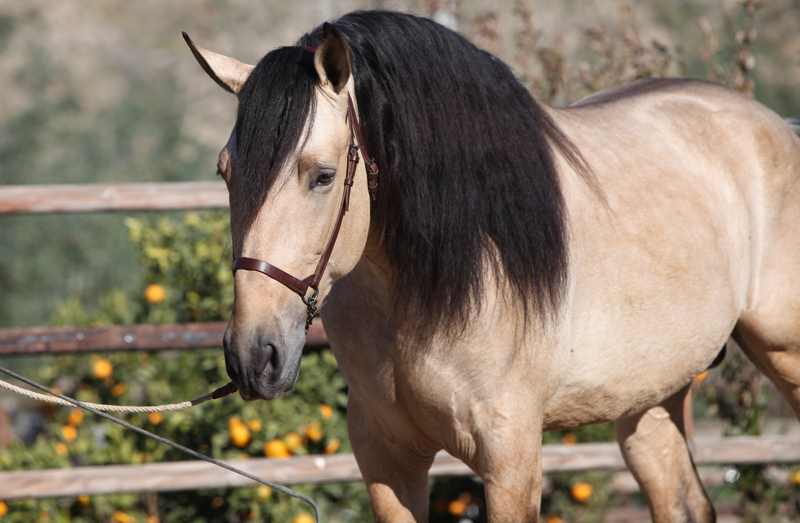 Caballo PRE Bayo - Buckskin Andalusian Stallion